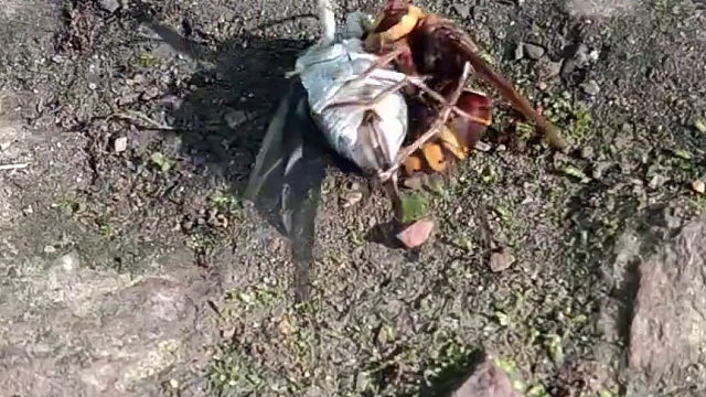 胡蜂有条不紊地环切了寒蝉……