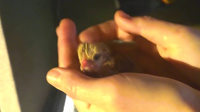 国外小哥耗时三年记录小鸡胚胎发育过程