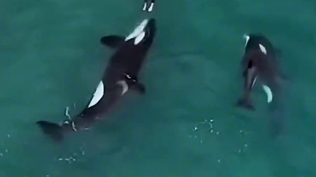 当虎鲸一家碰上游泳的人……（一定要看到最后啊）