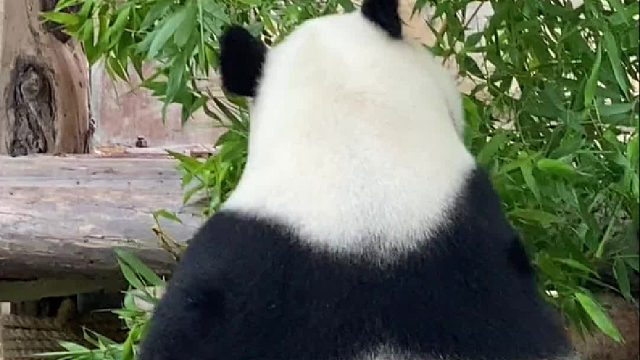 这背影，让我想起……