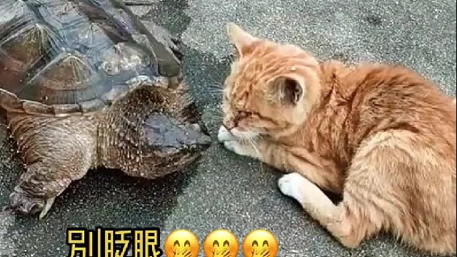 猫咪．让我瞅瞅什么情况