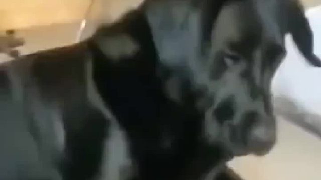 奶凶奶凶的，出生牛肚不怕虎