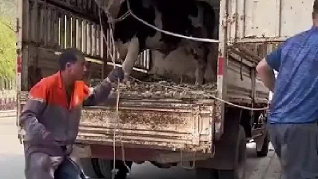 牛被蒙住眼睛，下车悲剧了，牛：有坎好歹说一声啊