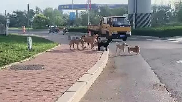 偶遇一群汪星人过马路，后来才发现小黑……网友：是去给小黑报仇