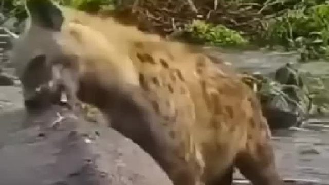 是不是咬错地方了