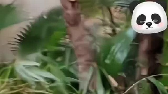 熊猫的牙口真好