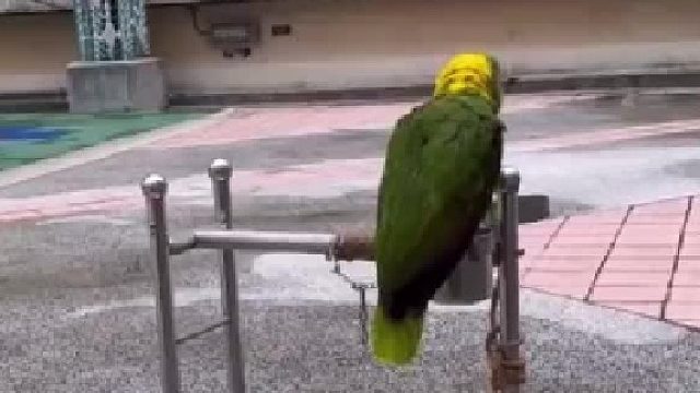 可以听出来主人不善音律