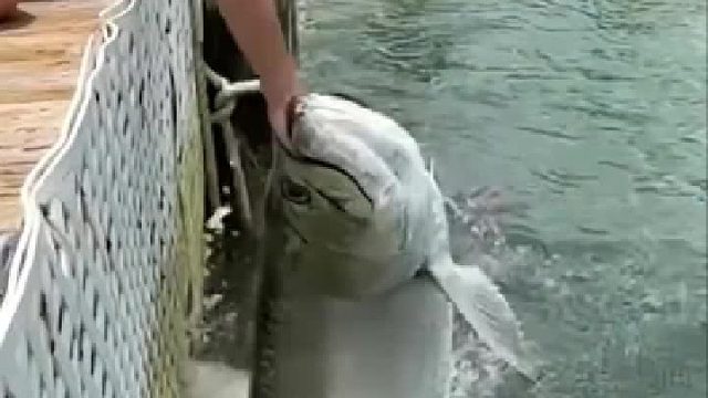 喂个鱼，差点被鱼吃了