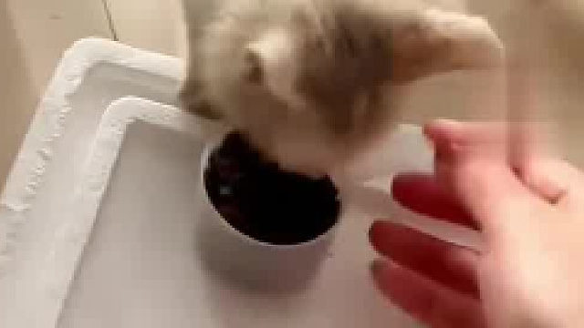 女子好心给流浪猫喂食，没想到遭遇猫猫“抢劫”