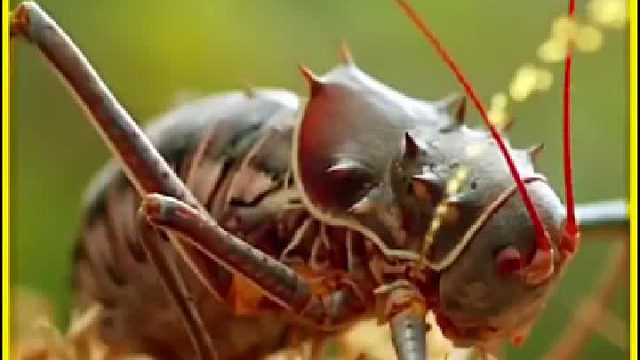 吃鸟蟋蟀钻鸟窝