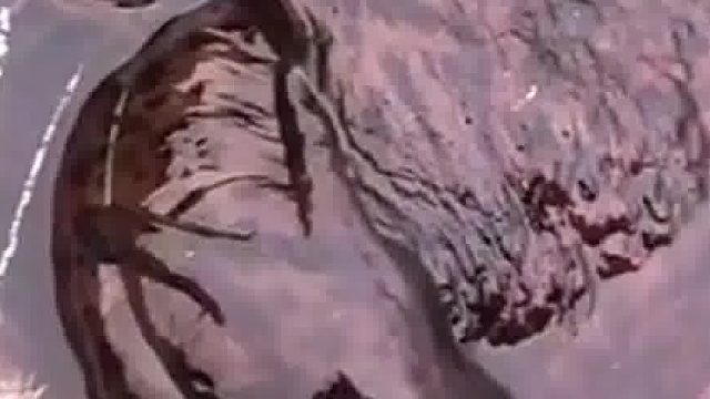 这会是什么动物？