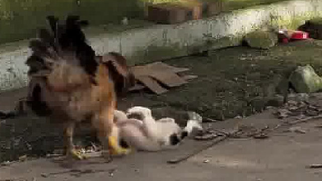 小狗说：你等着，等我长大了，有你“又鸟”好看的