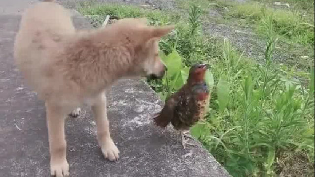 听它声音长大的，见它的次数都不到3次