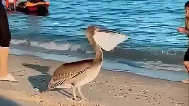 海边大鸟把鞋子吃了