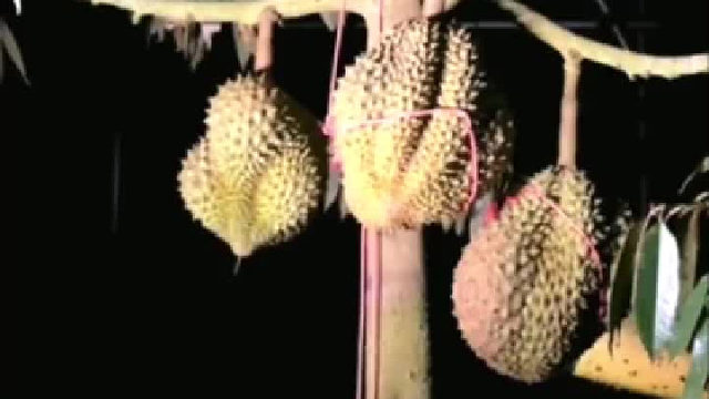 在树上熟的榴莲