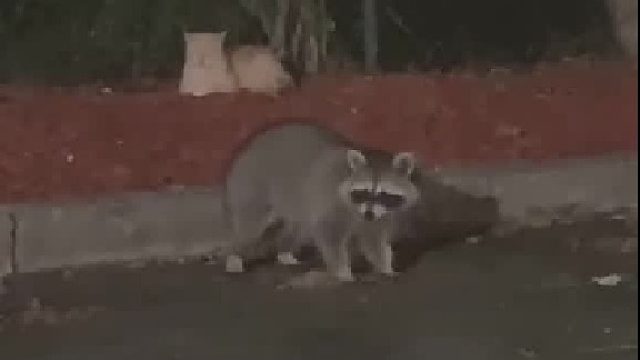 好像混进来一只不得了的家伙