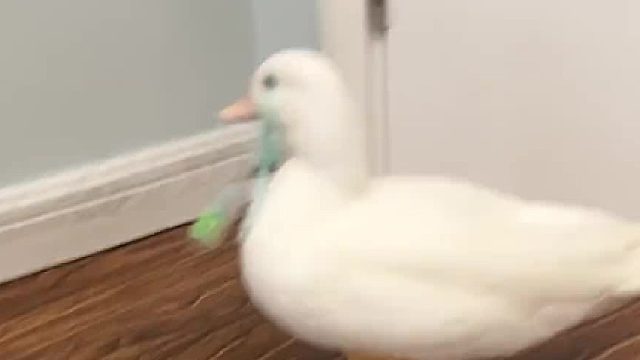 好养活：为什么他的厕所是电动的，我没有？