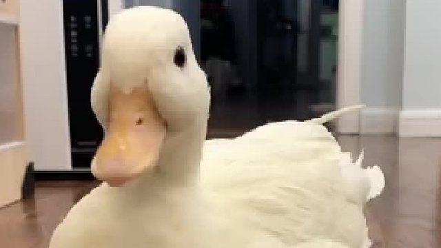 好养活：爱情小坦克撞谁谁休克