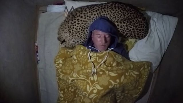 男子在帐篷睡觉，结果突然惊醒，原来多了个“豹枕”