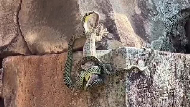 来自同胞的舍命营救