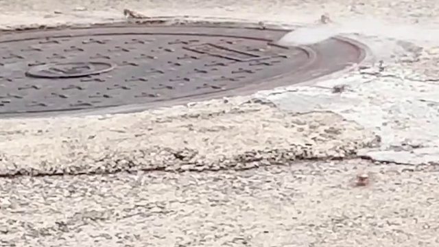 喜欢蟑螂的人有福了