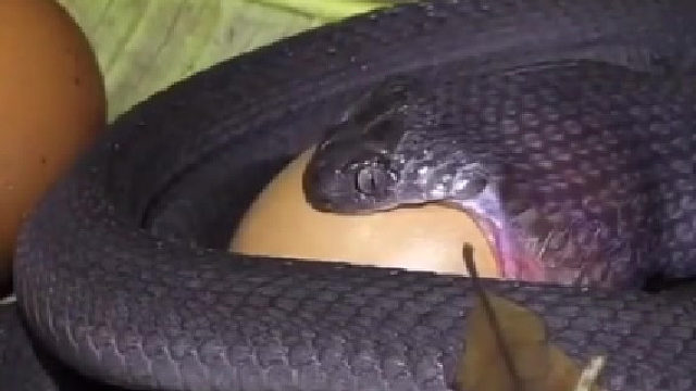 小蛇吃蛋完整过程，我们称这种吃法为“吞”