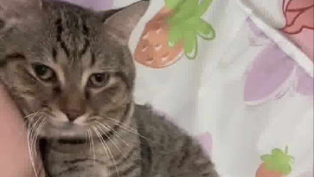 这种感情，只有养猫的人才懂