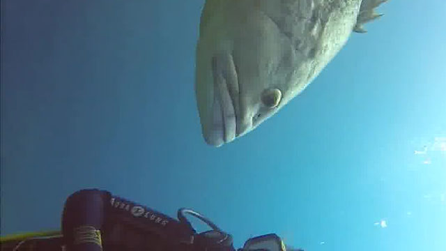 当石斑鱼遇上人类，小样，你还敢摸我