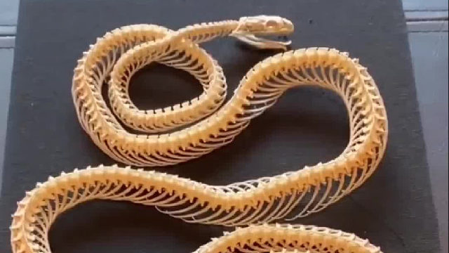 我们如何得到一副完美的骨骼标本