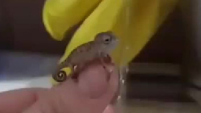 变色龙幼崽喝水