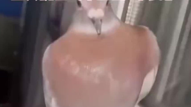 赛鸽飞丢了被好心人收留