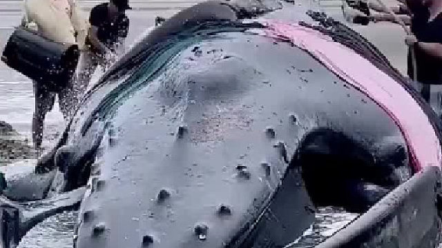 到目前为止从来没有一条搁浅的鲸鱼能被救活下来