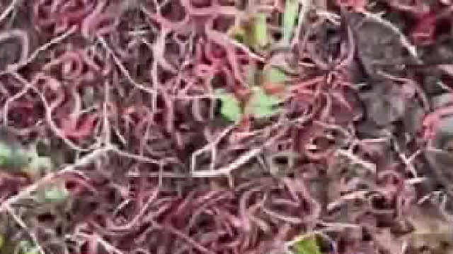 这也批量生产！