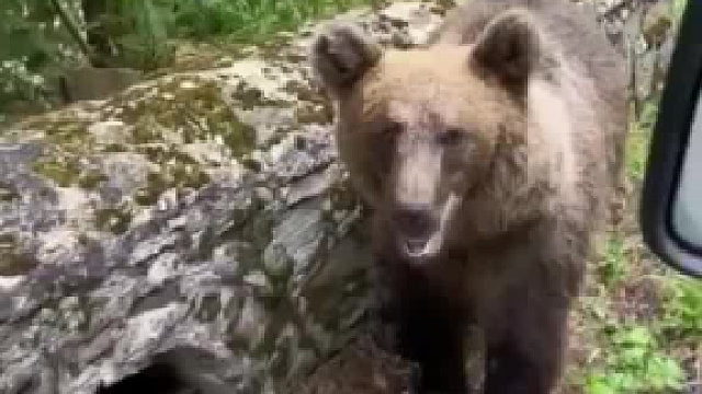 你可以不喂我，但不能羞辱我！你到底是人是狗！？