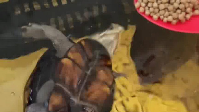 这王八饿都快说话了