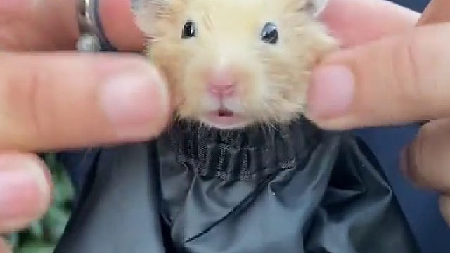 老鼠：托尼老师我谢谢你