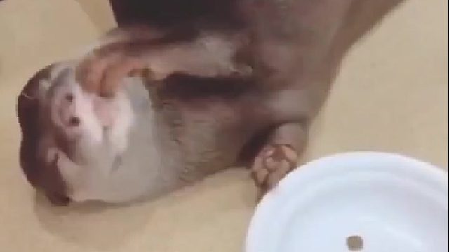 悠闲，等我有钱了也要这么吃