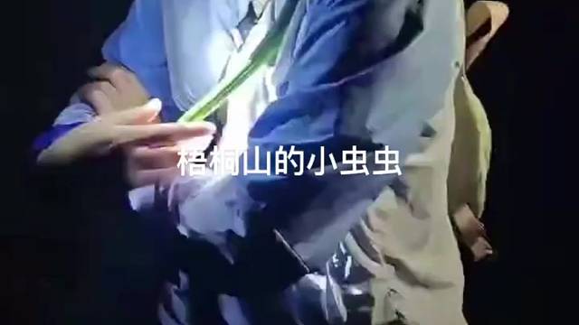 一条梧桐山的小虫虫。