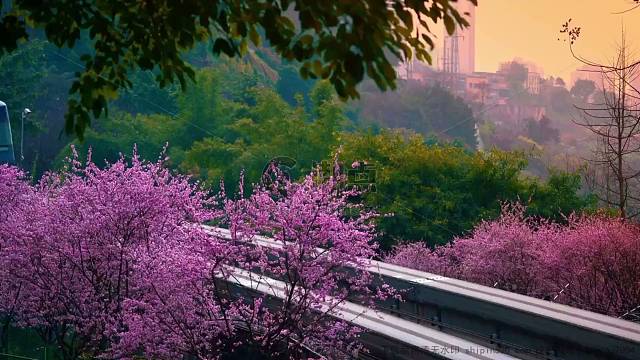 和哥哥vvvv纯纯粹粹吃