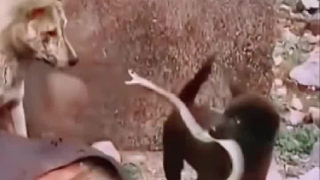 蛇为什么不去咬小黑？好纳闷啊