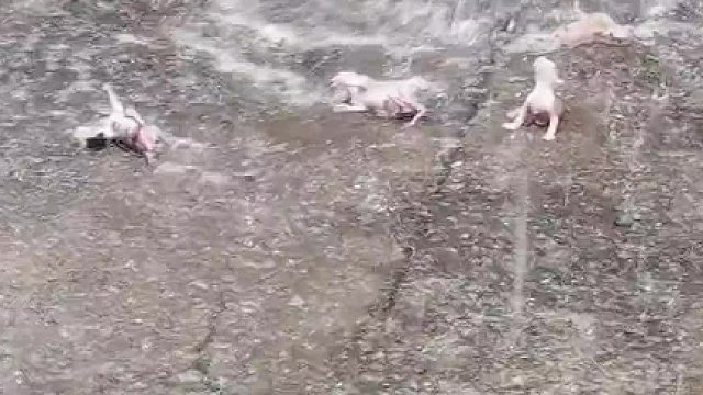 下雷雨从水管冲出来的，这是啥呀？好可怕