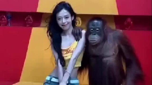 猩猩表演满分