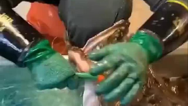 鱼：你不让我活，我也不让你活！