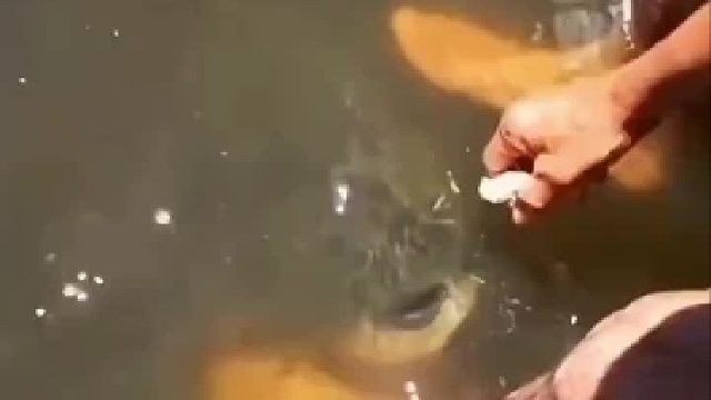 鱼也有灵性，喂习惯了，天天来