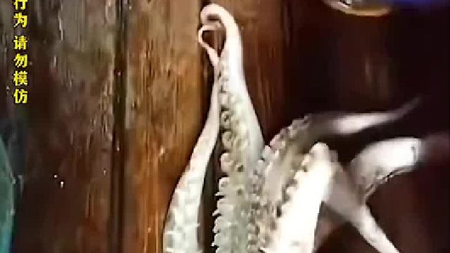 渔民测试大鱿鱼的咬合力，把易拉罐盖咬的整整齐齐