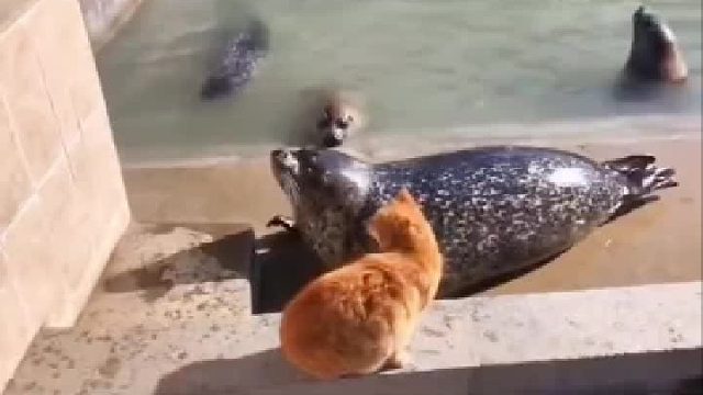 在猫咪的眼里这就是条大鱼