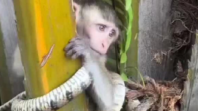 蛇缠猴。替小猴子着急呀