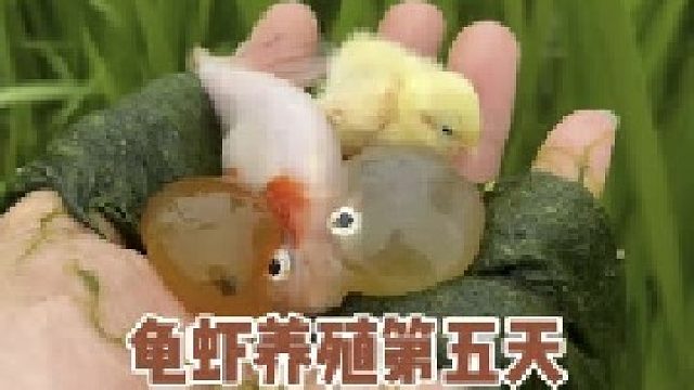 龟虾养殖第五天