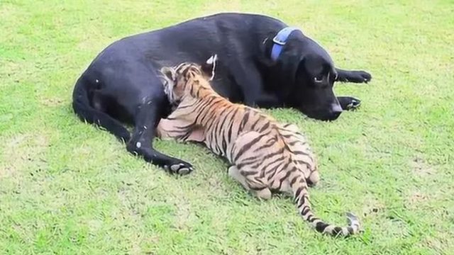 狗狗从山上叼回一只小老虎，喂养2年画风突变，镜头拍下全过程