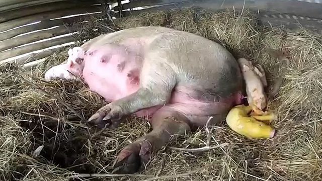 农村一头老母猪，竟产下一头小金猪，专家仔细一看发现不对劲！